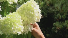 "Wymarzone ogrody": ulubione kwiaty Izy i Olgi to hortensje bukietowe. Zgadniecie, jaka odmiana?